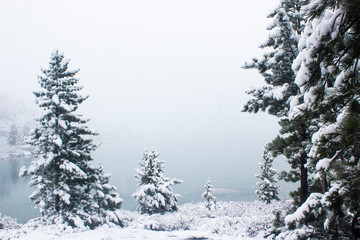 Pines under snow in winter forest