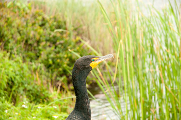 Anhinga snake bird