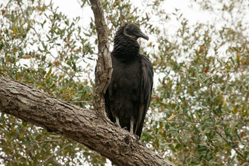 Fototapeta premium Black vulture in the Everglades