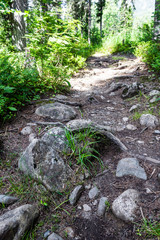 Trail in forest. Transition tourism, hiking. Healthy lifestyle.