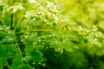 Water drops on green leaves. Rain in forest. Dew on trees early in morning