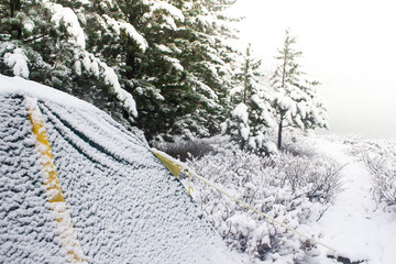 Tourist tent in winter forest. Pines under snow