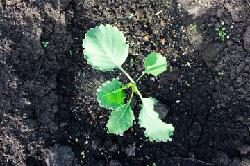 Fresh cabbage sprouts from ground in spring garden