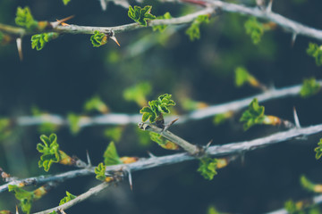 Branches of gooseberry with young buds and leaves in garden