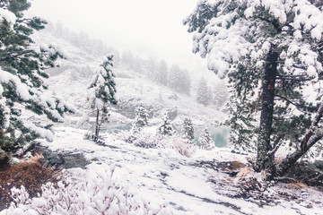 Pines under snow in winter forest