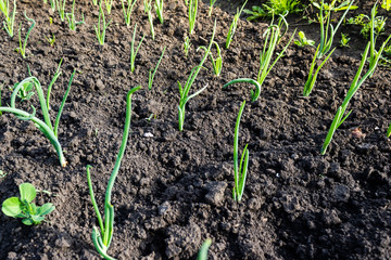 Fresh garlic and onion sprouts grow from the ground. Gardening, harvest in the garden. Healthy and vegetarian food