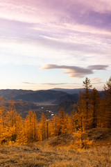 Golden autumn in mountains. Panoramic view of mountain snow ridge and yellow larches. Travel Altai.