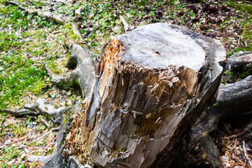 Old wooden stump in autumn forest