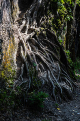 Tree roots on the soil surface