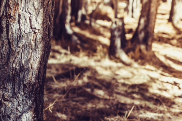 Pine trunks in autumn forest