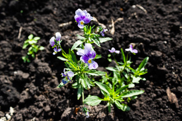 Flowers pansies with spring garden, purple flower sunny day