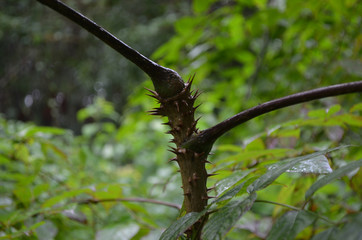 Devil's Walking Stick