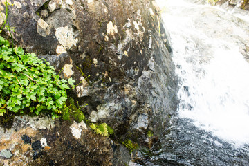 Green grass grows in rocks. Thirst for life, dedication and character