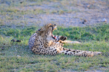 Ndutu Serenegti and Ngorongoro Safari 2019