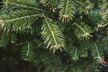 Branch of green pine, spruce or cedar in forest.