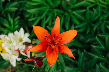 Bright orange tiger lilies in the garden.