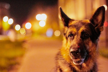 Dog German Shepherd outdoors in a dark night