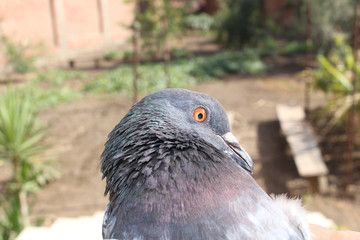 Closeup of Pigeon's Head