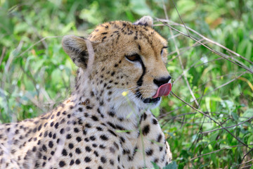 Ndutu Serenegti and Ngorongoro Safari 2019