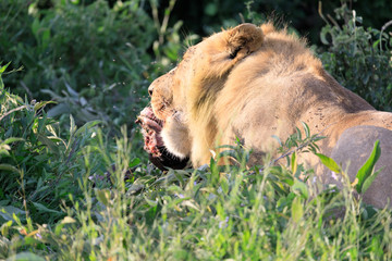 Ndutu Serenegti and Ngorongoro Safari 2019