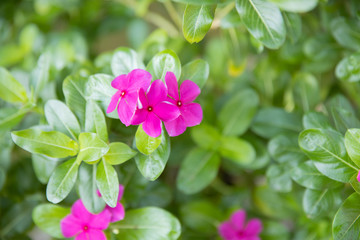 close up of small pink geranium.