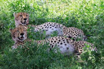 Ndutu Serenegti and Ngorongoro Safari 2019