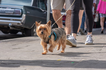 A cute, peppy, Yorkshire Terrier goes for a walk, moving quickly through the crowd on a busy city street.
