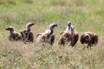 Ndutu Serenegti and Ngorongoro Safari 2019