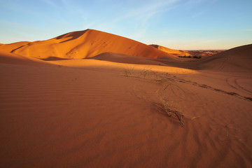 Fototapeta na wymiar Detail of green grass in hot desert landscape during the sunrise in Sahara desert Morocco Africa