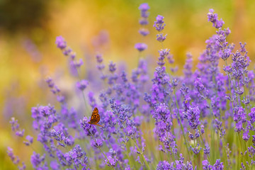Fototapeta premium Lavender bushes with butterfly closeup on sunset. Sunset mood over purple flowers of lavender. Inspirational summer flowers background.