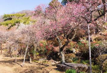 山梨県甲府市　不老園