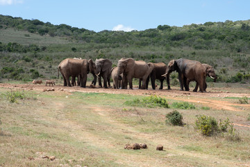 Herd of elephants in nature