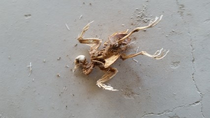 Bird remains