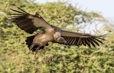 Ndutu Serenegti and Ngorongoro Safari 2019