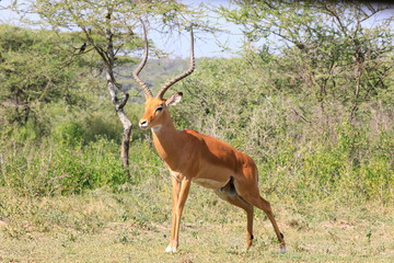 Ndutu Serenegti and Ngorongoro Safari 2019