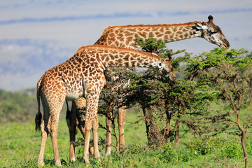 Naklejka na ściany i meble Ndutu Serenegti and Ngorongoro Safari 2019