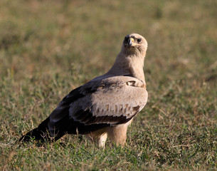 Ndutu Serenegti and Ngorongoro Safari 2019