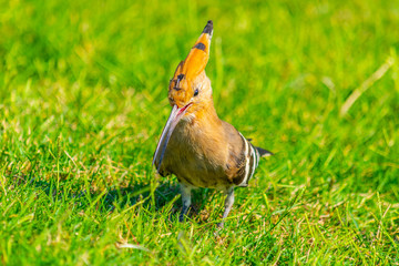 Hoopoe, a national bird of Israel, in Tel Aviv