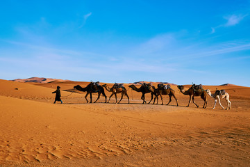 Desert camel caravan in Sahara Morocco Africa
