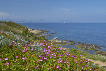 Flowers by the sea