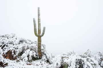 Saguaro cactus in snow