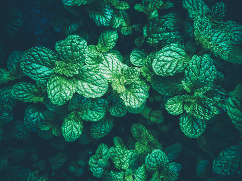 Fresh green​ leaf pepermint and​ spearmint.Concept​ leave​ mint​ herb use​ aroma therapy​. 