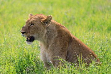 Ndutu Serenegti and Ngorongoro Safari 2019