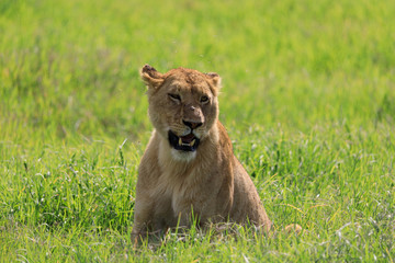 Ndutu Serenegti and Ngorongoro Safari 2019