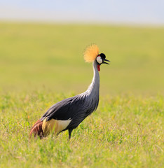 Ndutu Serenegti and Ngorongoro Safari 2019