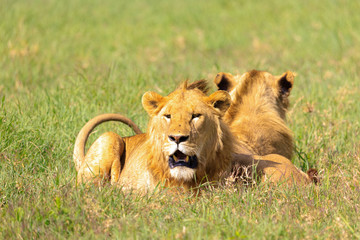 Fototapeta na wymiar Ndutu Serenegti and Ngorongoro Safari 2019
