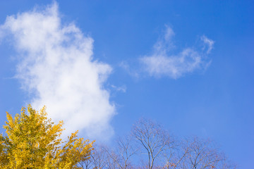 Obraz premium 黄葉したイチョウと青空と雲