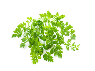 イタリアンパセリ