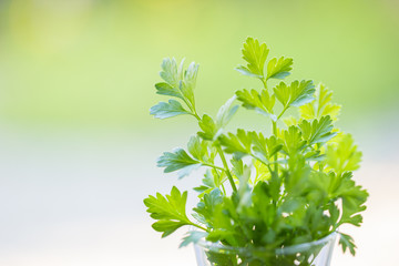 イタリアンパセリ