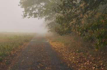 Fototapeta na wymiar Foggy autumn road